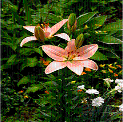 百合花,属百合科草本花卉,原产于我国北部.